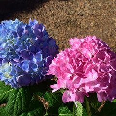 Garden District Blushing Blues™ Hydrangea Bush