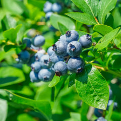 Garden District Sugar Snap® Highbush Blueberry Bush