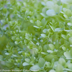 Proven Winners® Little Lime® Hydrangea Tree