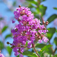 Muskogee Crape Myrtle Tree