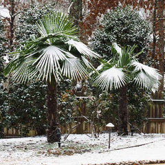 Windmill Palm Tree