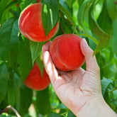 Redskin Peach Tree