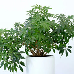 Dwarf Umbrella Tree