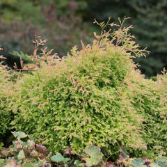 Southern Living® Fire Chief™ Thuja Shrub