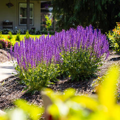 Better Versions® Blue by You Salvia Plant