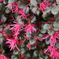 Southern Living® Purple Daydream® Dwarf Loropetalum Shrub