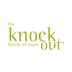 Orange Glow™ Knock Out® Rose Tree