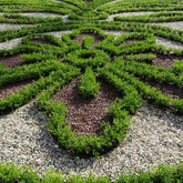 Better Boxwood® Renaissance™ Shrub