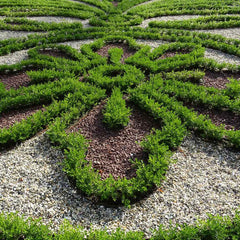 Better Boxwood® Renaissance™ Shrub