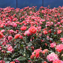 Coral Knock Out® Rose Shrub