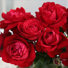 Tiamo™ Rose Shrub
