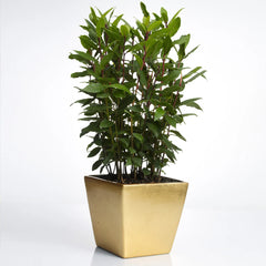 Bay Laurel - USDA Organic