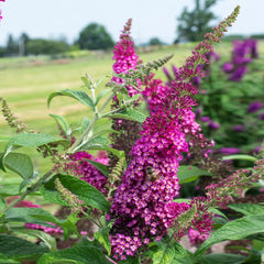 Bloomables® CranRazz Butterfly Bush