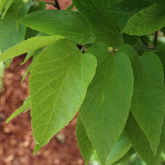 Prairie Sentinel® Hackberry Tree