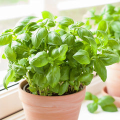 Kitchen Essential Organic Herb 4 Pack Plant