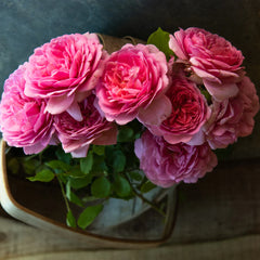 David Austin® Princess Alexandra of Kent™ Rose Bush