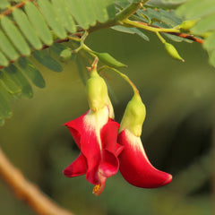 Hummingbird Tree
