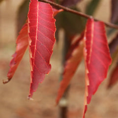 Green Vase® Zelkova Tree