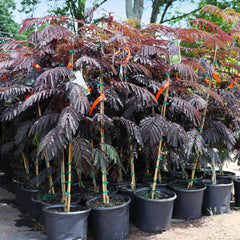 Bloomables® Summer Chocolate Mimosa Tree