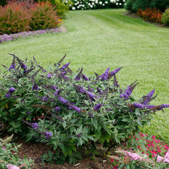 Proven Winners® Pugster Blue® Butterfly Bush