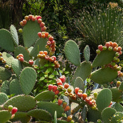 Nopal Prickly Pear Cactus Plant