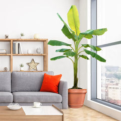 Ice Cream Banana Tree