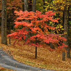Cherokee Chief Dogwood Tree
