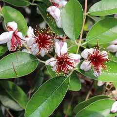 Pineapple Guava Coolidge Tree