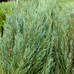 Skyrocket Juniper