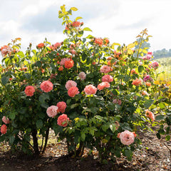Orange Glow Knock Out® Rose