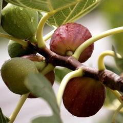 Southern Living® Little Miss Figgy™ Tree - USDA Organic