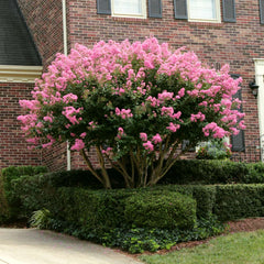 Sioux Crape Myrtle Tree