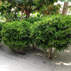 Miracle Berry Plant