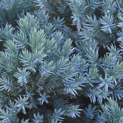 Blue Star Juniper Shrub