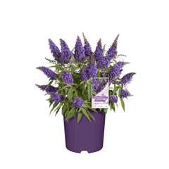Butterfly Candy® Li'l Grape™ Butterfly Bush