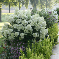 Proven Winners® Bobo® Hydrangea Shrub