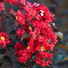 Black Diamond® Crimson Crown™ Crape Myrtle Shrub