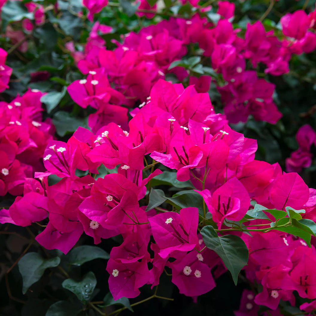 Oh My My Bougainvillea