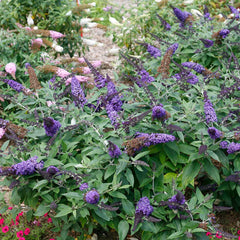 Proven Winners® Pugster Blue® Butterfly Bush