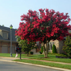Dynamite Crape Myrtle