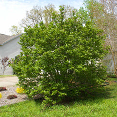 Jane Magnolia