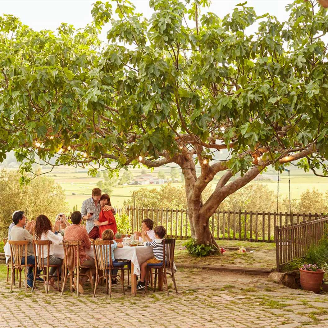 Brown Turkey Fig Tree - USDA Organic