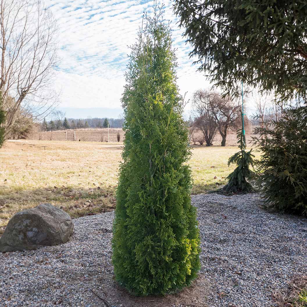 Proven Winners® North Pole® Arborvitae