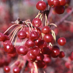 Red Jewel® Crabapple Tree