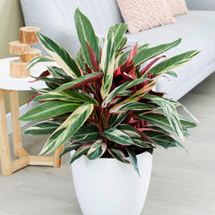 Tricolor Ginger Plant