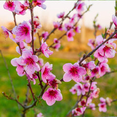 Redskin Peach Tree