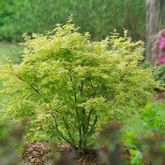 Proven Winners® Metamorphosa® Japanese Maple Tree