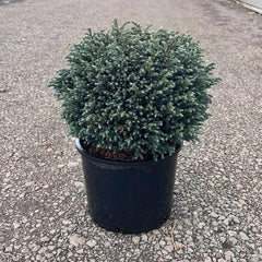 Iseli® Blue Moon Sawara Cypress Shrub