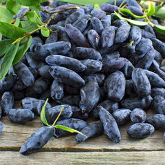 Indigo Gem Haskap (Honeyberry) Bush