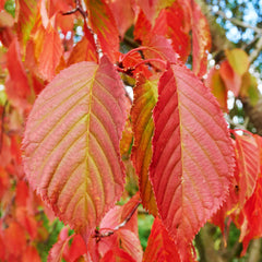 American Hornbeam Tree
